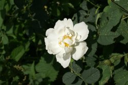 chambres d'hotes D�lices de Noix Bellevaux Haute-Savoie