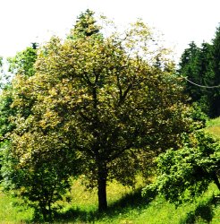 chambres d'hotes D�lices de Noix Bellevaux Haute-Savoie