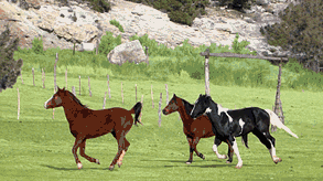 chambres d'hotes D�lices de Noix Bellevaux Haute-Savoie